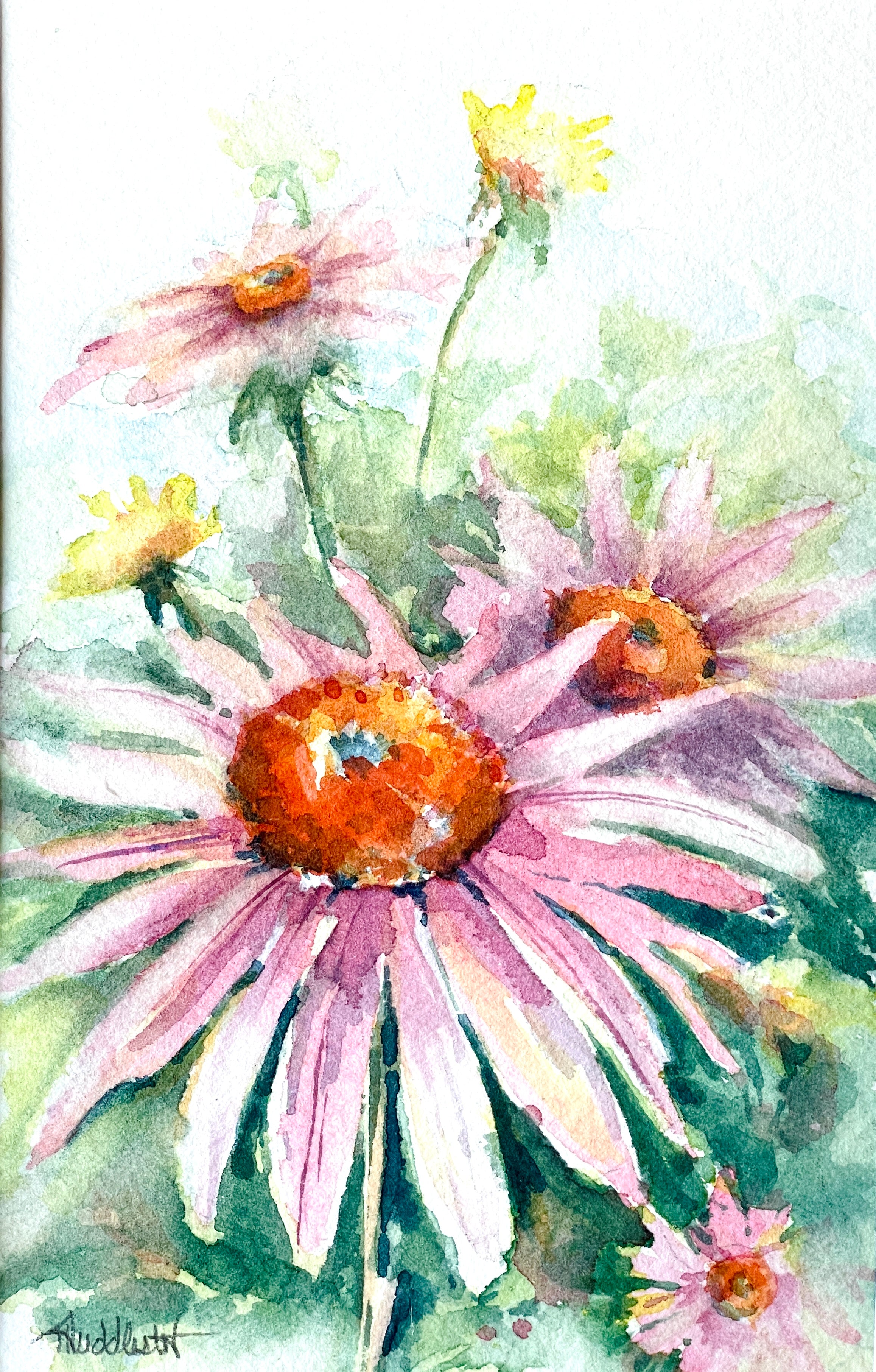 “Echinacea”